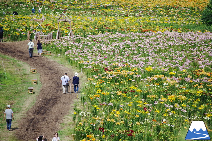 オーンズ春香山ゆり園 今年も綺麗な『ゆり』のシーズン到来♪